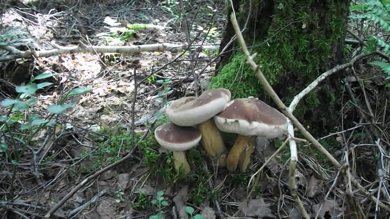 Gall mushroom