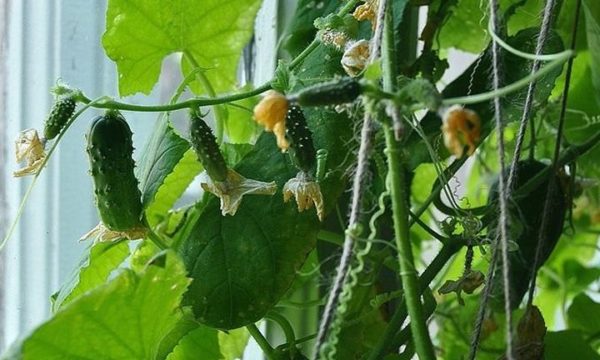 winter cucumbers on the windowsill