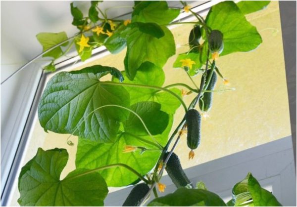 winter cucumbers on the windowsill