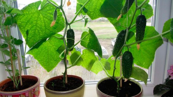 winter cucumbers on the windowsill