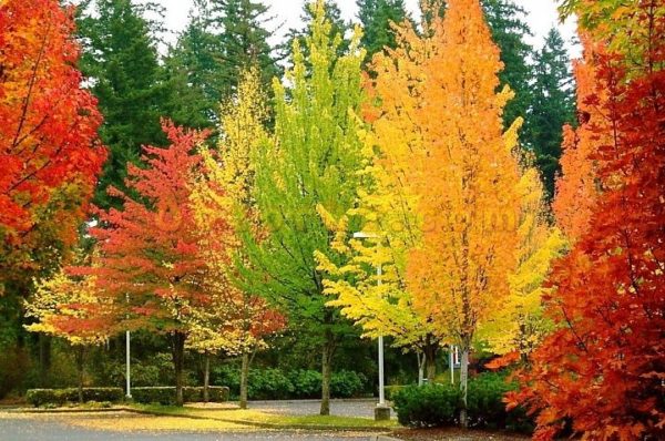 fall foliage
