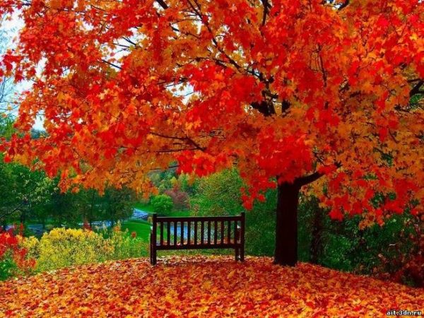 leaves in autumn