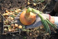 Winter onion