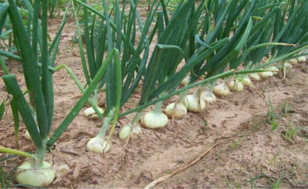 Growing onions