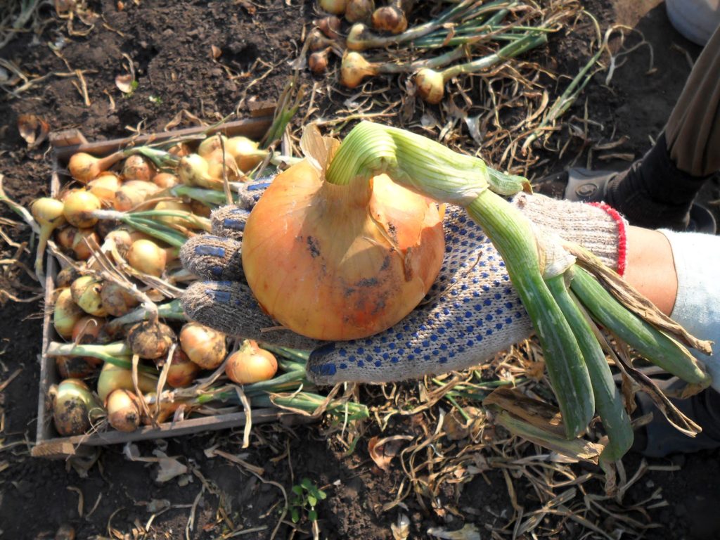 Winter onion