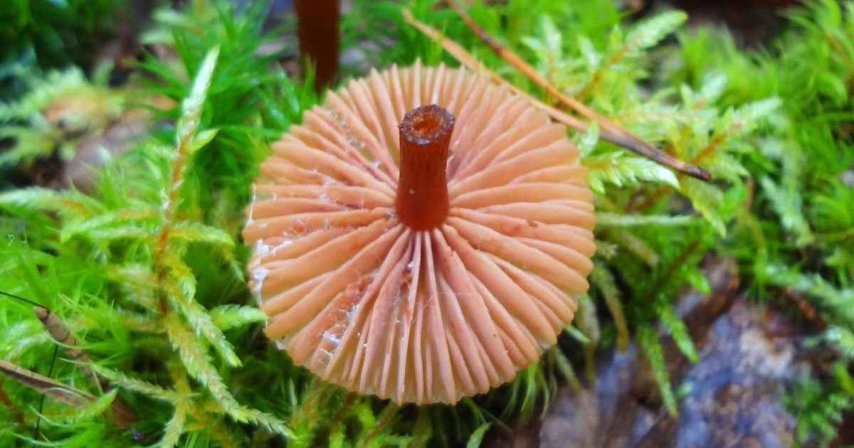 Agaric