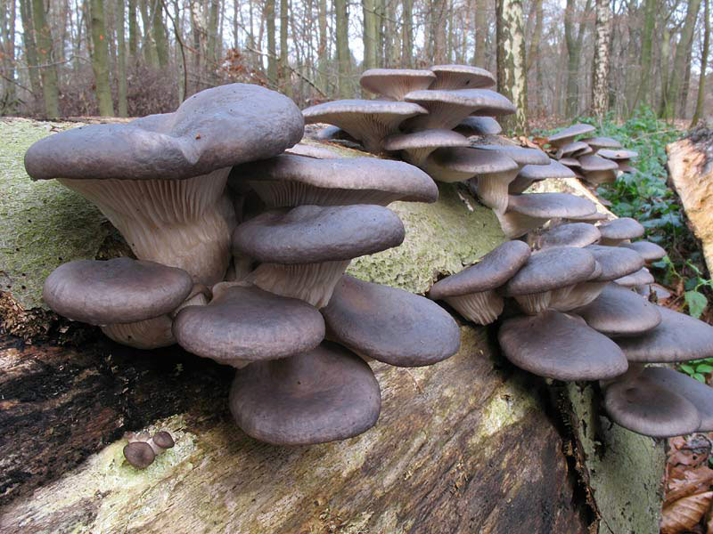 Oyster mushroom