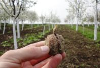 Walnut planting