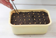 pepper planting