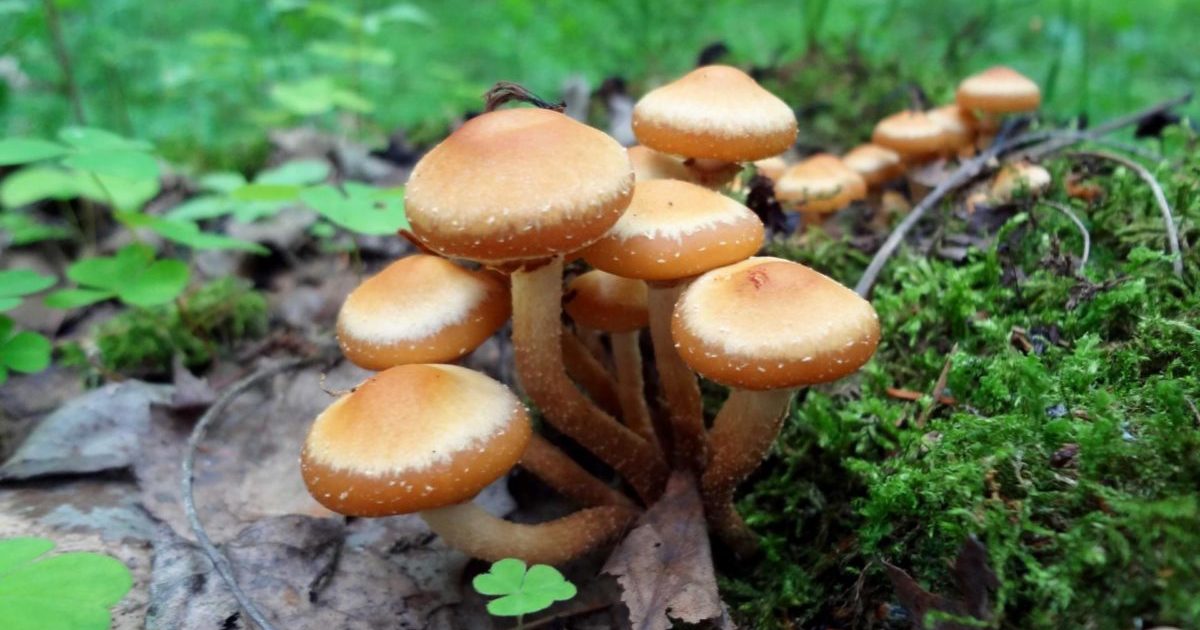 Mushrooms