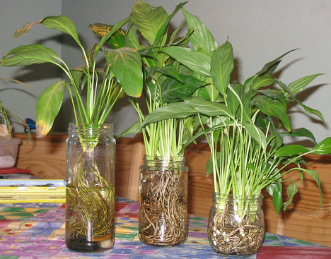 Cuttings of spathiphyllum