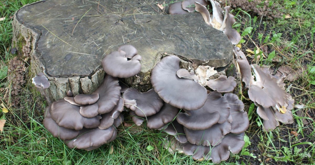 Mushrooms