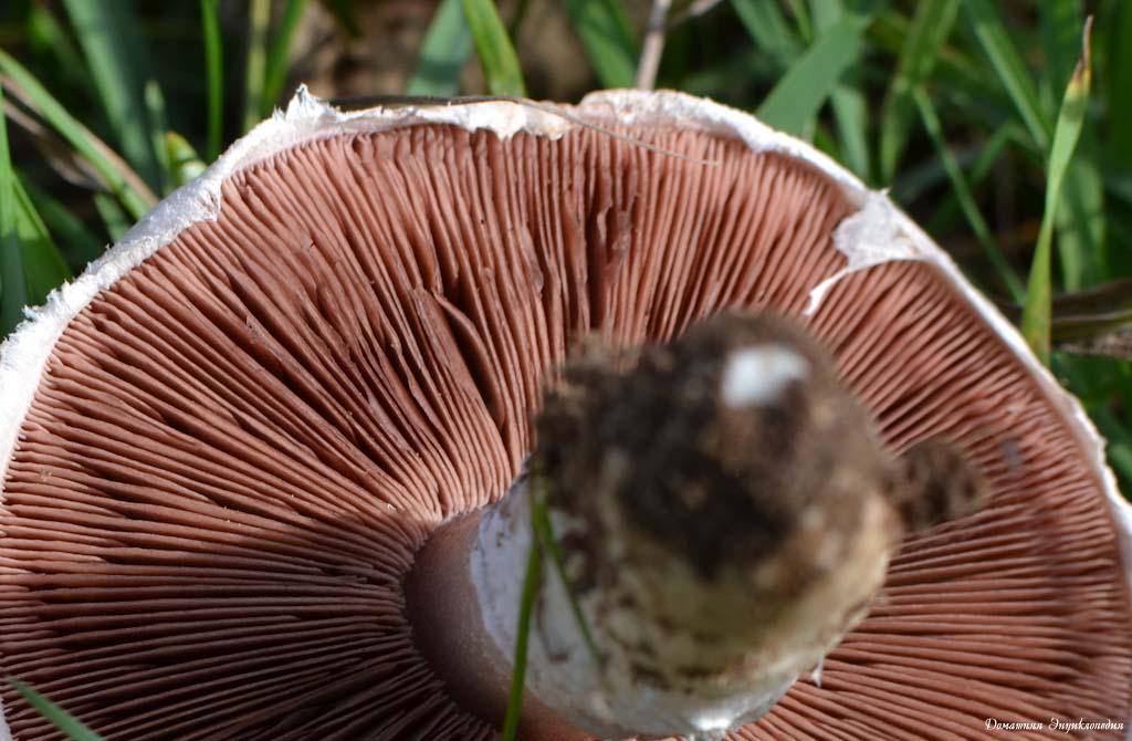 Champignon plates
