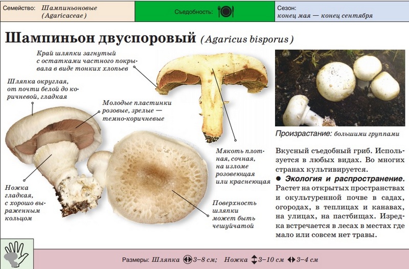 Champignon garden