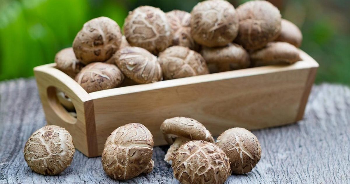 Mushrooms
