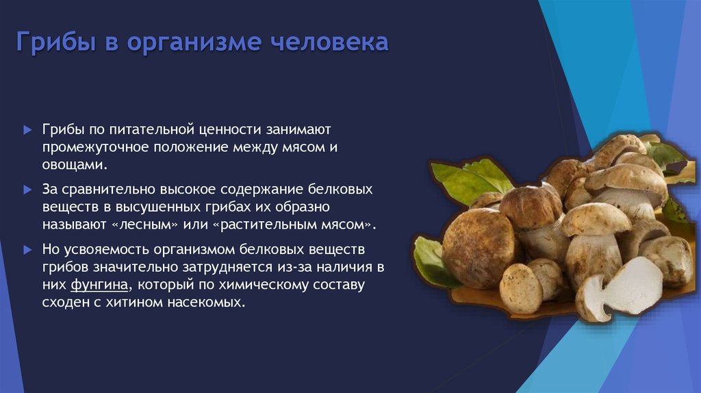 Properties of mushrooms