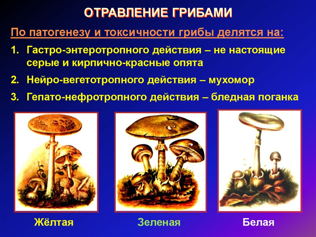 Types of mushroom poisoning