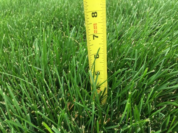 Grass height