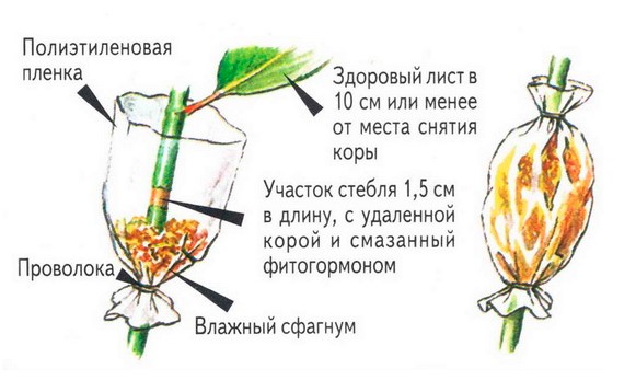 Croton rooting scheme by air layers