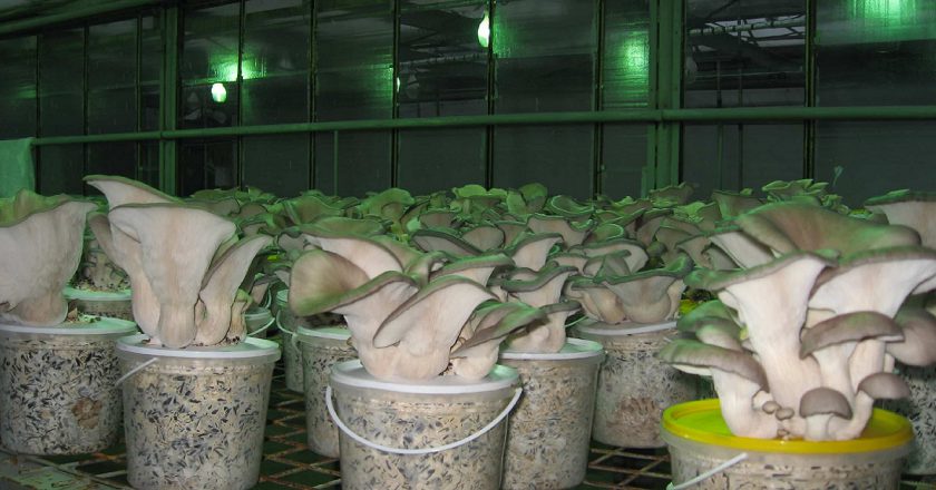 Oyster mushroom cultivation
