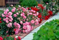 shelter roses for the winter