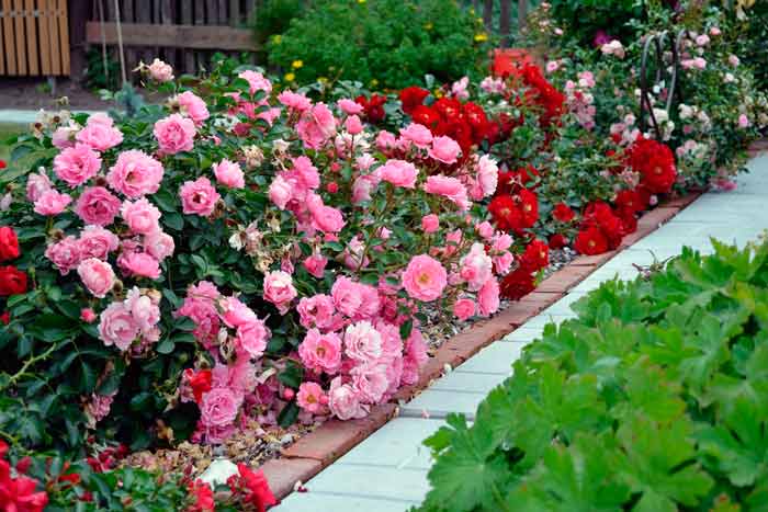 shelter roses for the winter