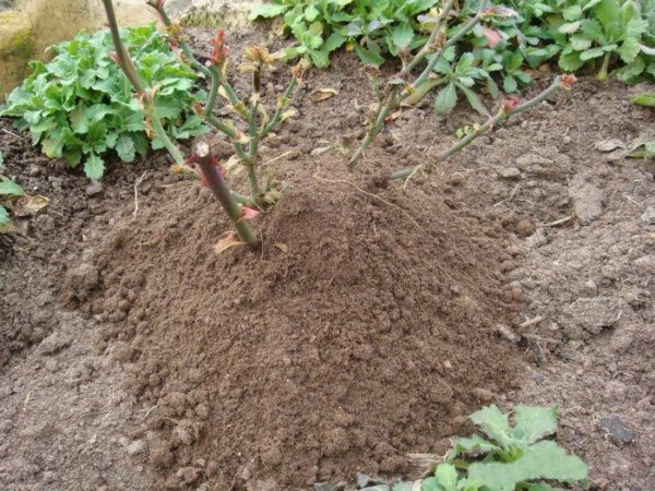 shelter roses for the winter