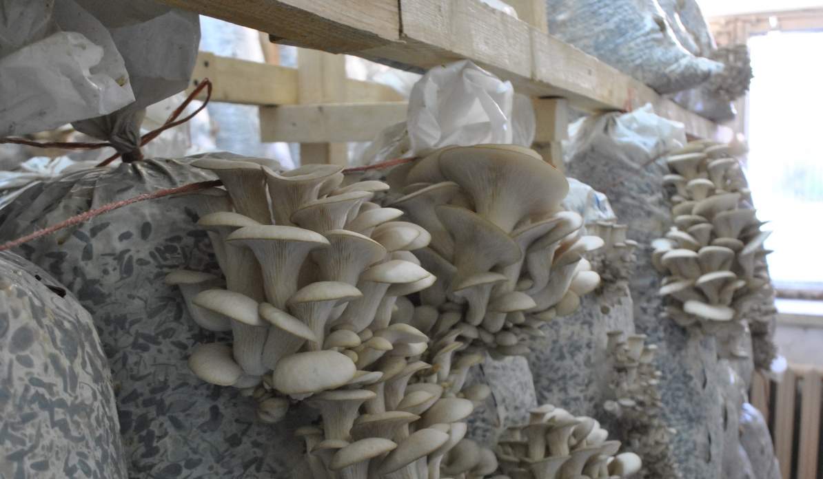 Oyster mushrooms in bags