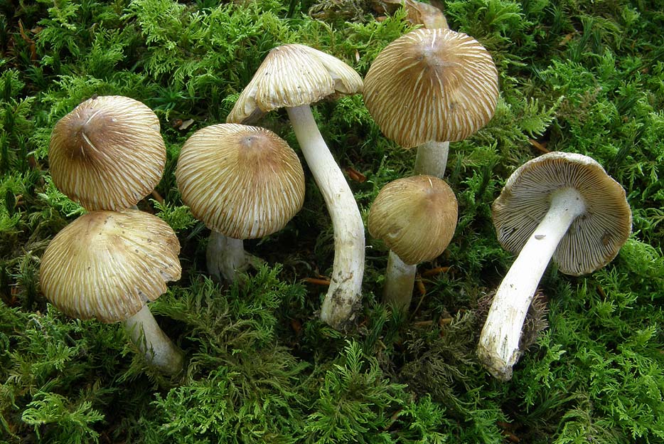 Fibrous fiber