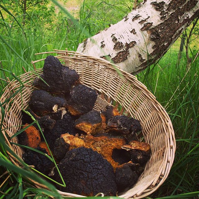 The use of the fungus for the treatment of diseases