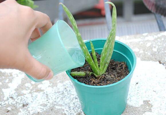 Watering a flower