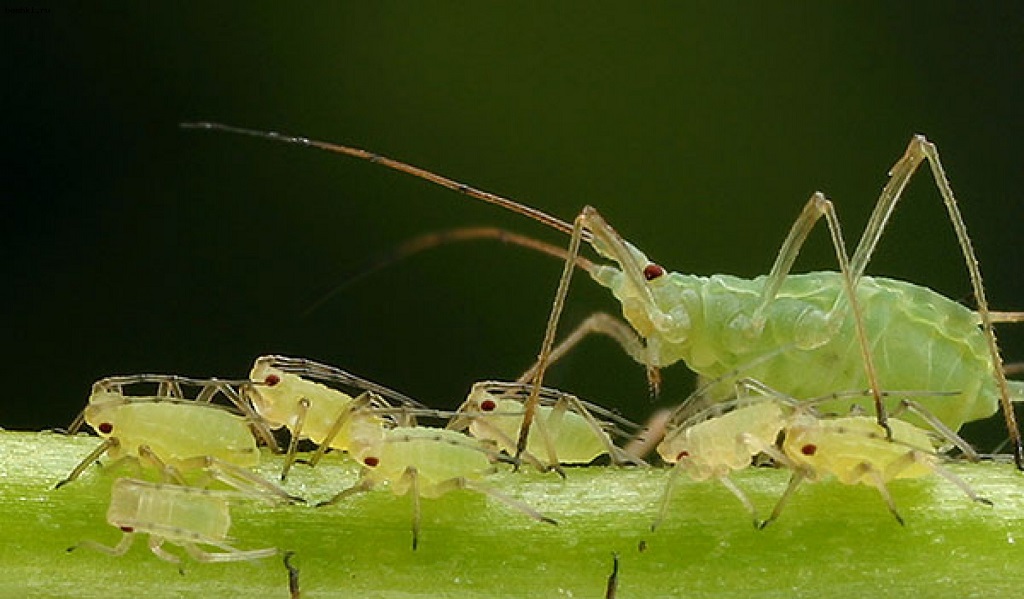 Aphid