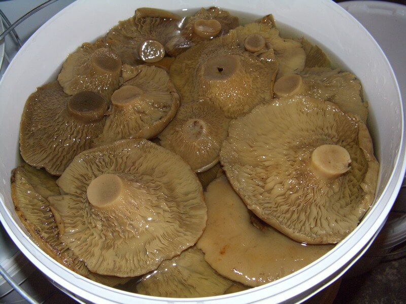 The process of pickling mushrooms