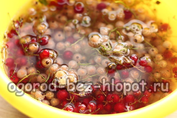 wash the currant