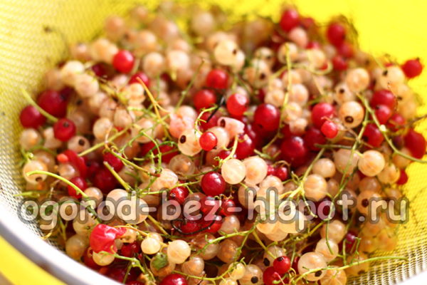throw currants into a colander