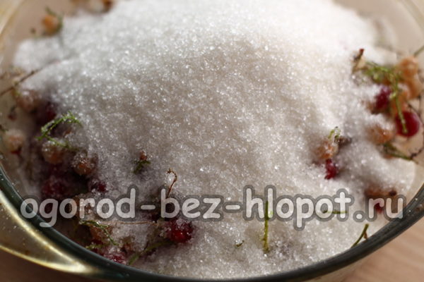 pour currants with sugar