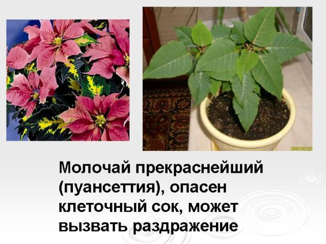 The danger of poinsettia