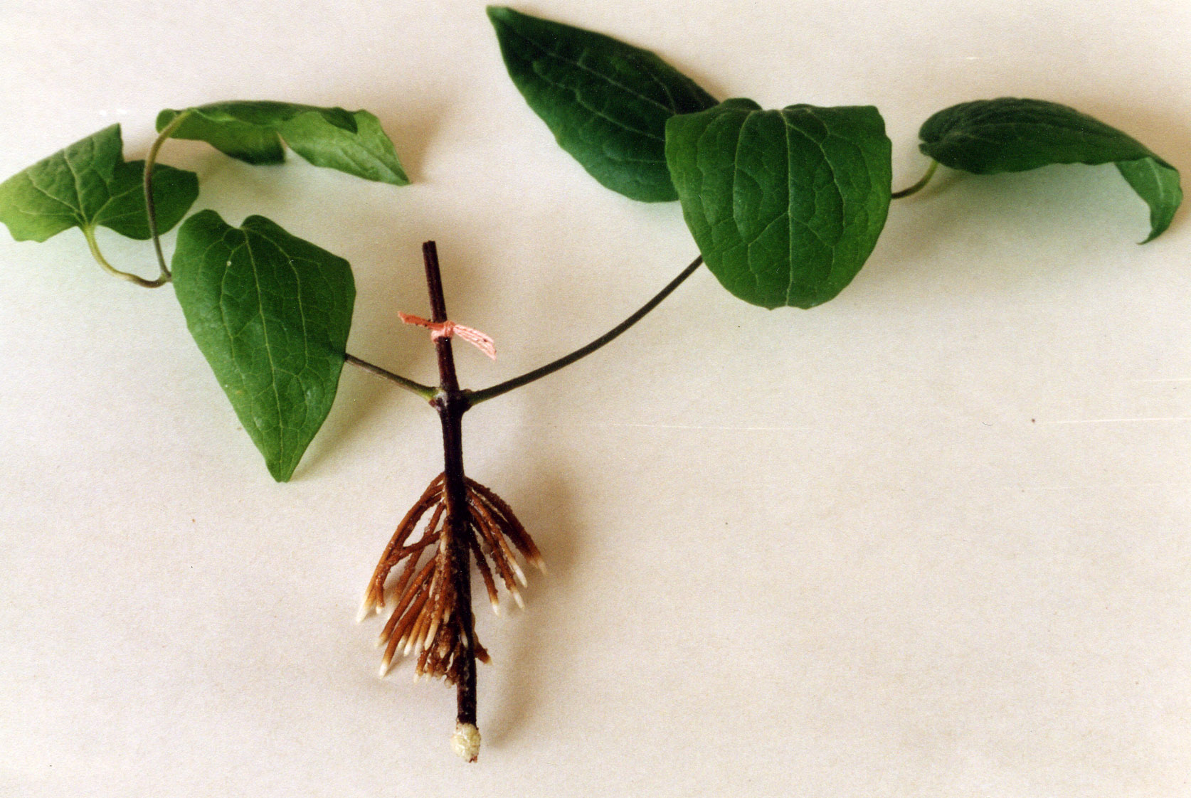 Cuttings
