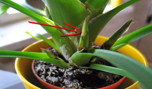 Guzmania diseases