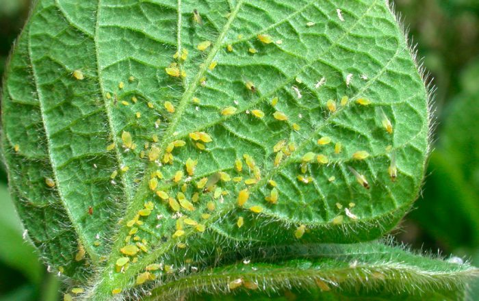 Aphids on indoor plants