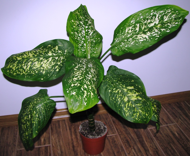 Dieffenbachia spotted