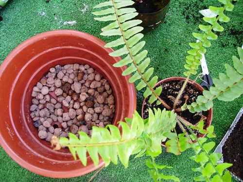 Preparation of soil for transplantation