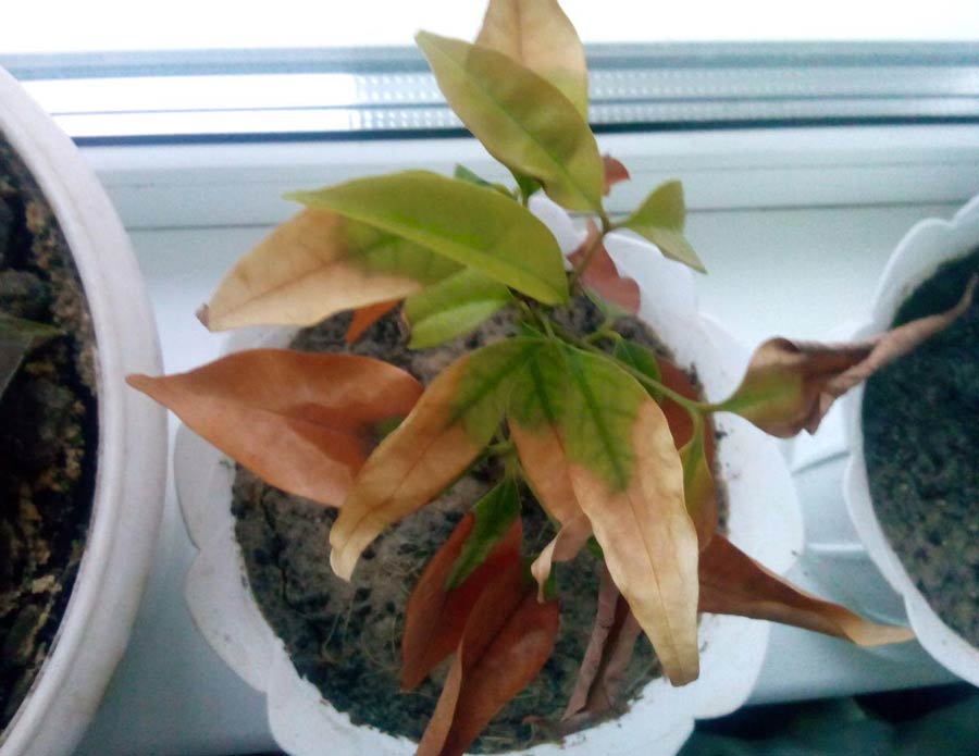 Foliage drying