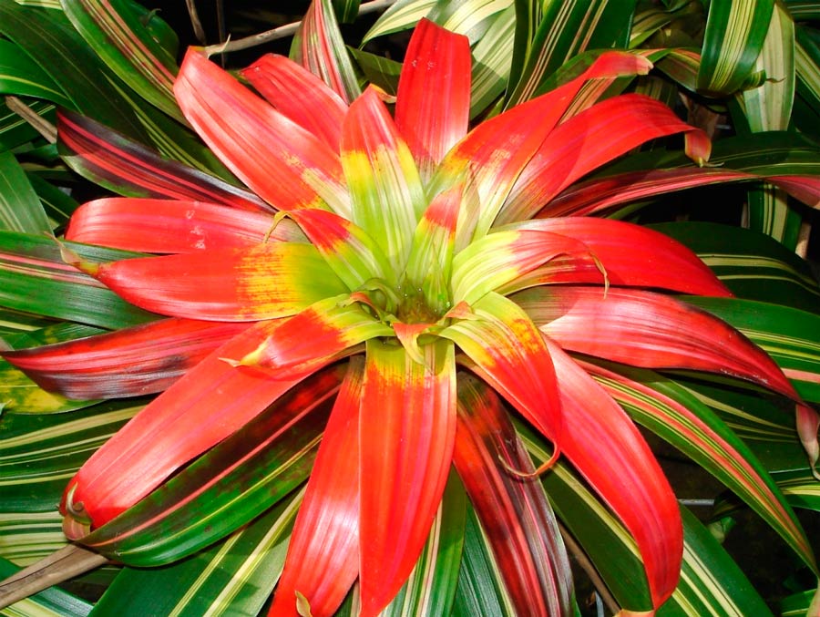 Guzmania blood red