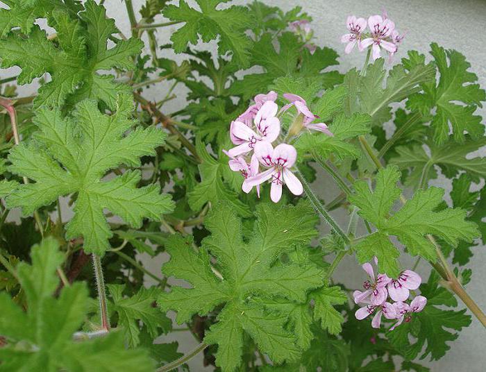 Fragrant geranium