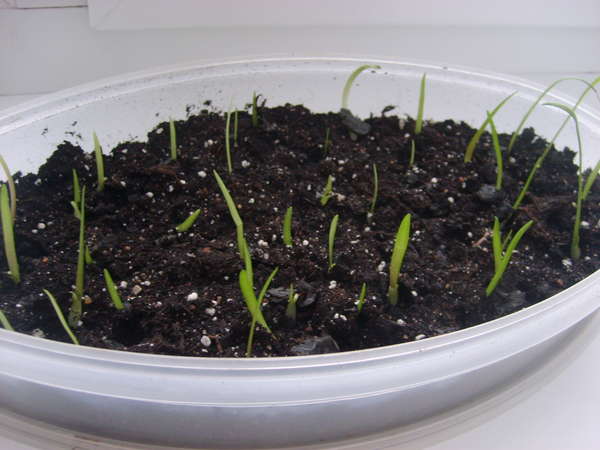 Seed propagation