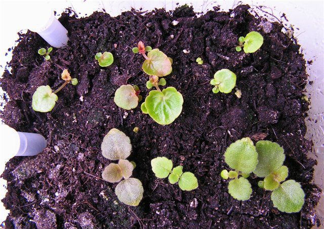 Seed propagation