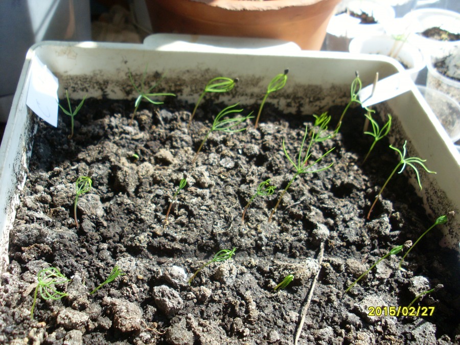 Ginger sprouts