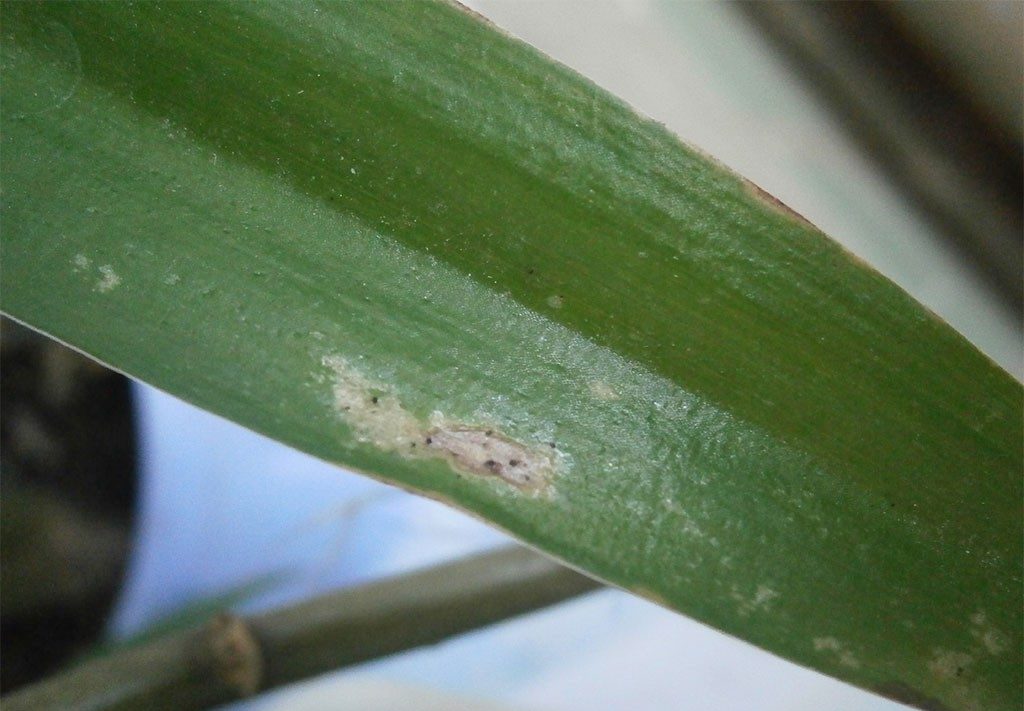 Flower thrips