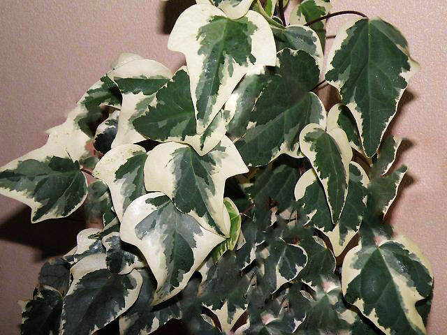 Kanarski Ivy